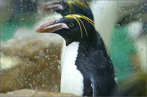 マカロニペンギンの写真／マリンピア松島水族館