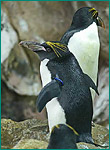 マカロニペンギンの写真／マリンピア松島水族館