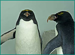 マカロニペンギンの写真／二見シーパラダイス