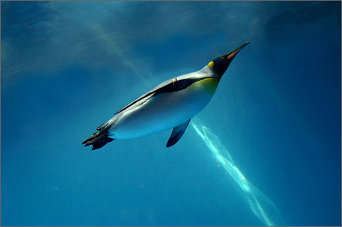 オウサマペンギンの写真／長崎ペンギン水族館
