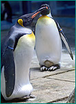オウサマペンギンの写真／長崎ペンギン水族館