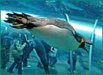 オウサマペンギンの写真／旭山動物園