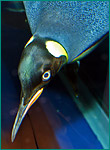オウサマペンギンの写真／男鹿水族館 GAO