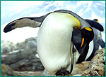 オウサマペンギンの写真／鴨川シーワールド