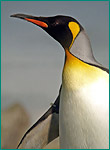 オウサマペンギンの写真／豊橋総合動植物公園 のんほいパーク