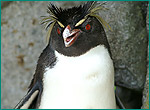 イワトビペンギンの写真
