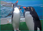 イワトビペンギンの写真／越前松島水族館
