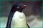 アデリーペンギンの写真