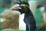 マカロニペンギンの写真