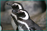 マゼランペンギンの写真