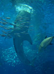 ジンベエザメの写真／沖縄美ら海水族館