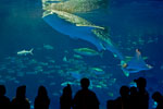 ジンベエザメの写真／いおワールド かごしま水族館