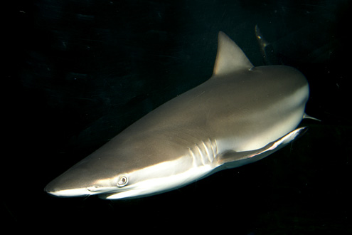 クロヘリメジロと会える水族館｜WEB水族館