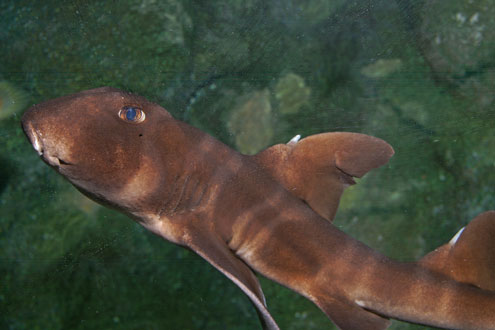 ネコザメの写真／マリンピア松島水族館