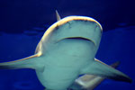 オオメジロザメの写真／沖縄美ら海水族館