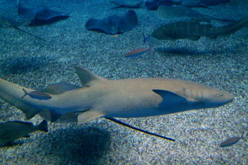 オオテンジクザメの写真／沖縄美ら海水族館