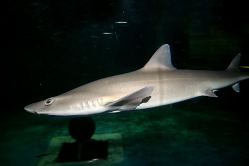シロザメの写真／マリンピア松島水族館