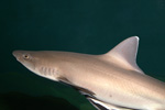 シロザメの写真／新屋島水族館